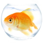 fishbowl-blog-logo-size